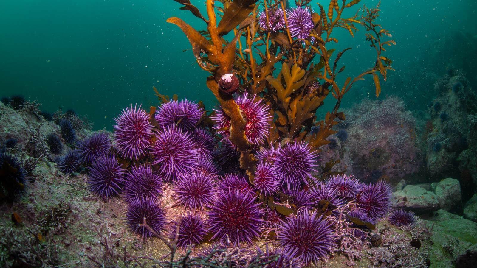 Saving California’s kelp forests